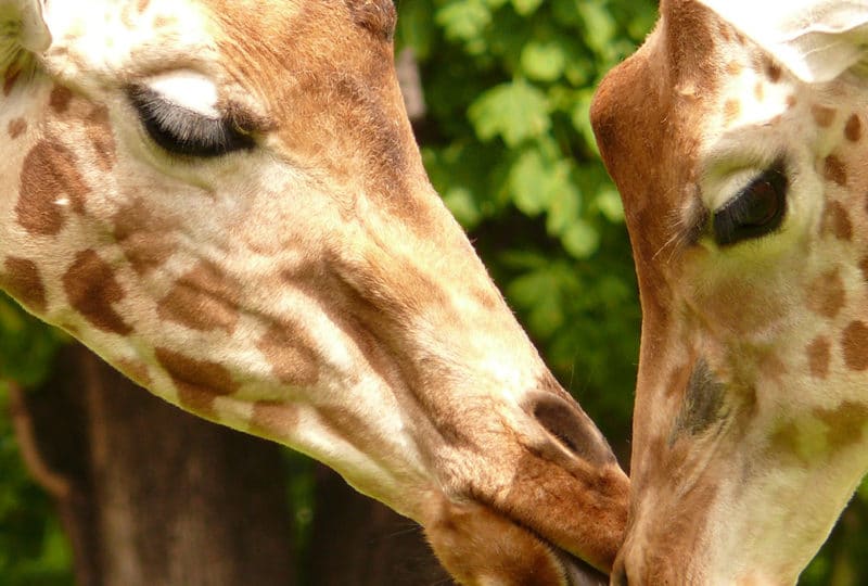 Deux girafes dans le Calvados en Normandie