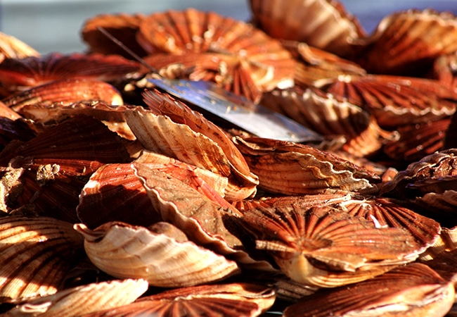 Coquilles Saint Jacques du Calvados en Normandie