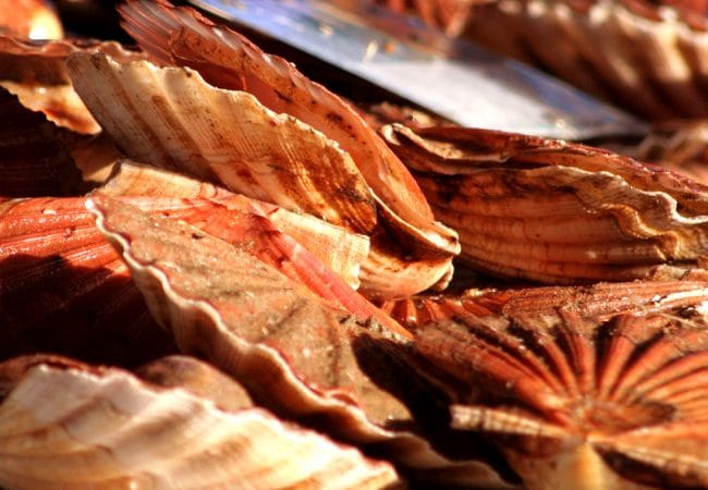 Coquilles saint jacques dans le Calvados