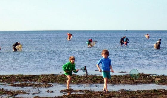 Enfants et adultes faisant de la pêche à pied dans le Calvados en Normandie.