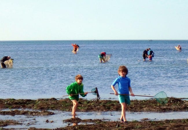 Enfants et adultes faisant de la pêche à pied dans le Calvados en Normandie.