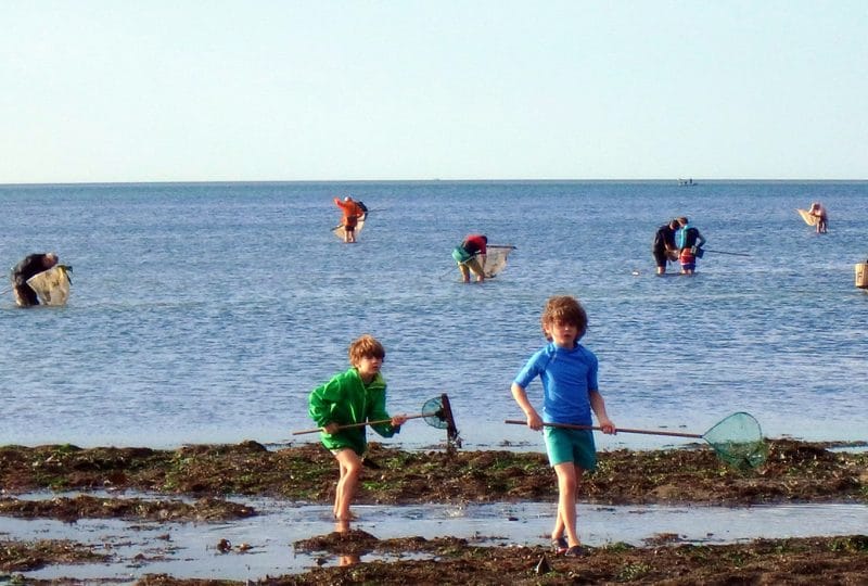 Enfants et adultes faisant de la pêche à pied dans le Calvados en Normandie.