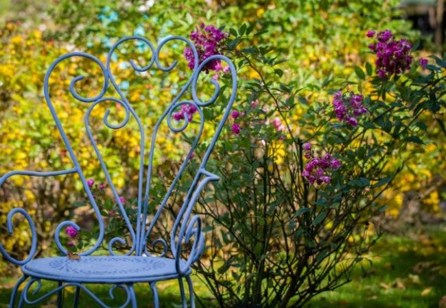 Une chaise devant un massif de roses de la roseraie du jardin de jumaju à Montchamp