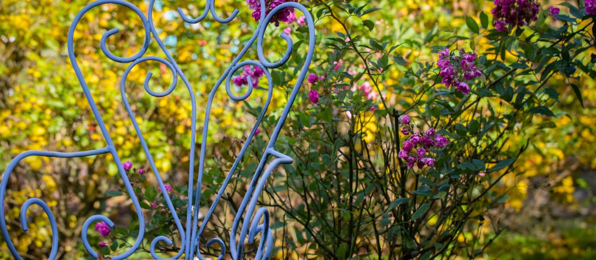 Une chaise devant un massif de roses de La roseraie du jardin de Jumaju à Montchamps