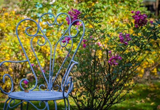 Une chaise devant un massif de roses de La roseraie du jardin de Jumaju à Montchamps