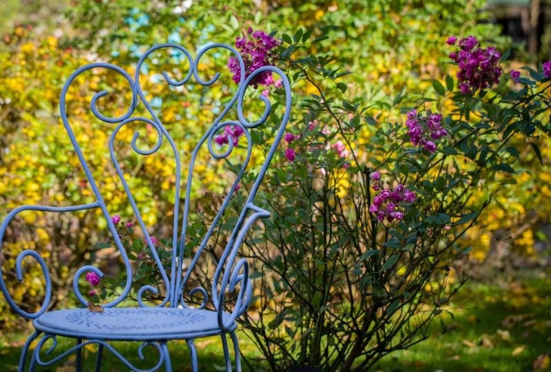 Une chaise devant un massif de roses de La roseraie du jardin de Jumaju à Montchamps