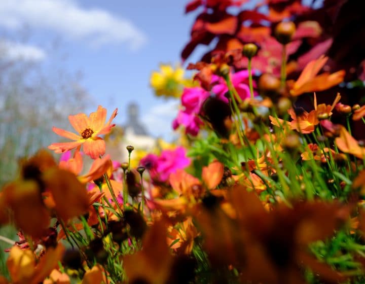 Parterre de fleurs