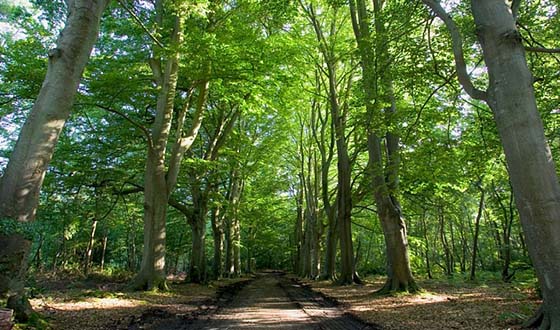 Chemin dans la forêt