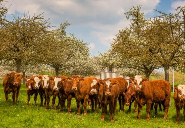 Vaches dans un champ