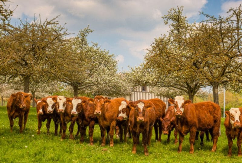 Vaches dans un champ