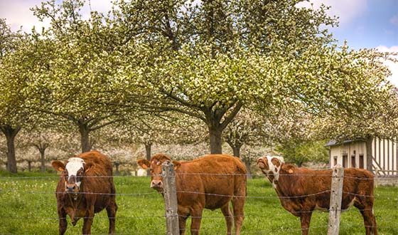 Vaches dans un champ de pommiers