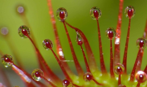 Plante carnivore