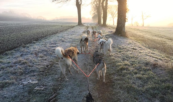 Chiens de traineau