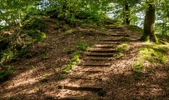 Un escalier dans la forêt