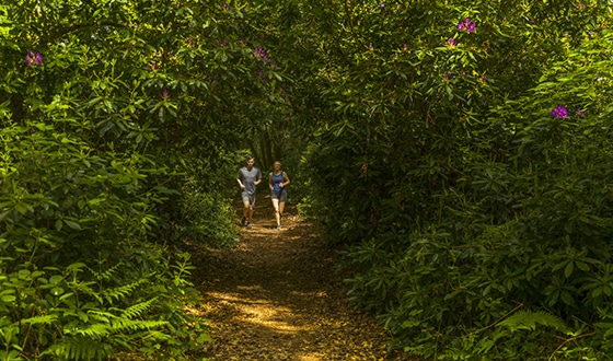 Joggeur dans la forêt