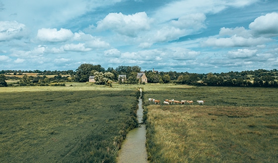 Des vaches dans un champ