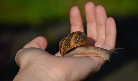 Escargots dans une main