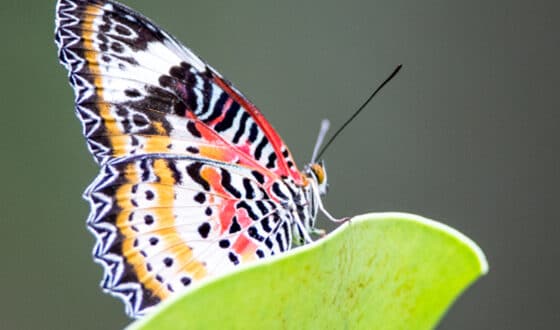 papillon sur une plante