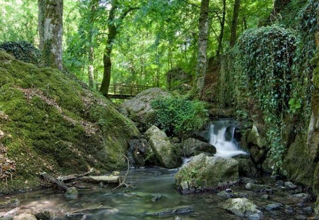 ruisseau entouré de verdure