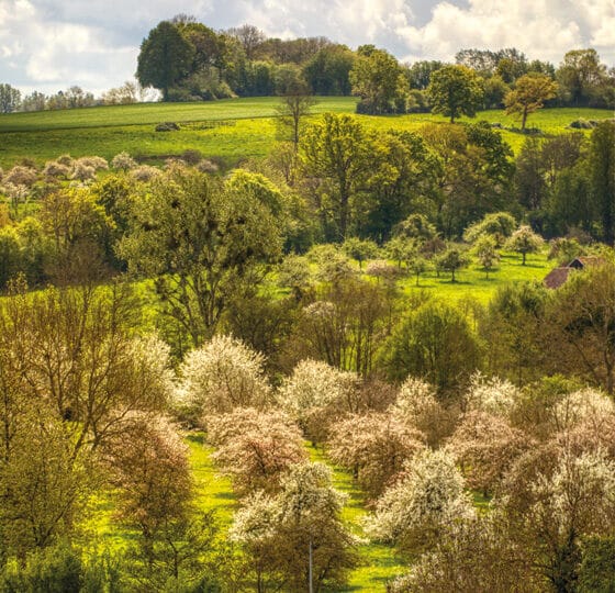 Pommier en fleurs Pays d'Auge