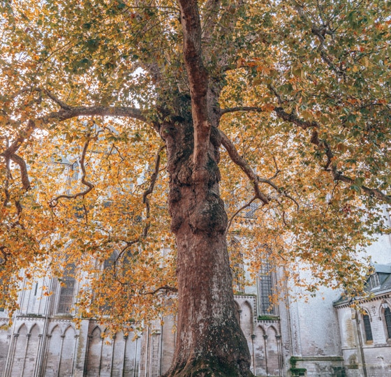arbre de la liberté Bayeux