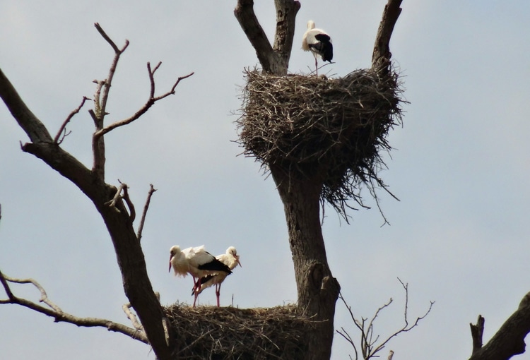 Cigognes dans les Marais du Cotentin et du Bessin