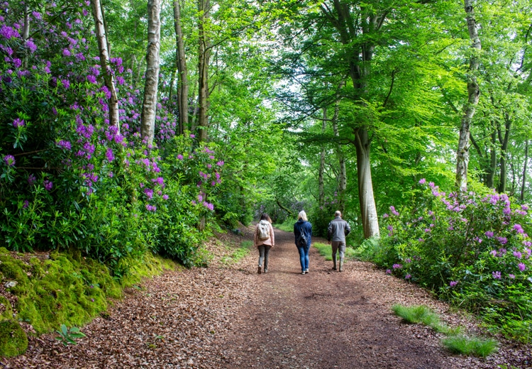 Promenade dans le Bois du Breuil